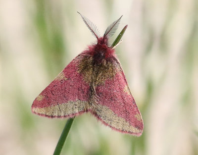 Mindre purpurmätare Lythria cruentaria