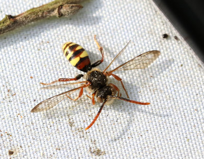 Videgkbi  Nomada leucophthalma