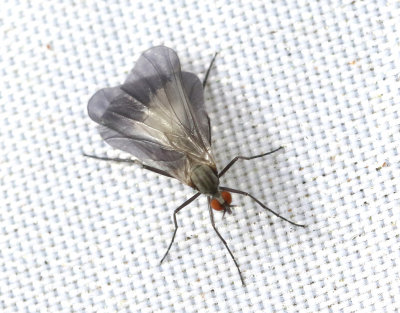 Rhamphomyia marginata