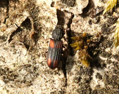 Barkbaggar   Zopheridae