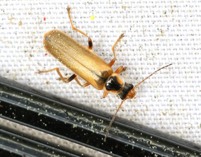 Cantharis decipiens