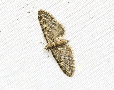 Mindre ekmalmätare Eupithecia dodoneata