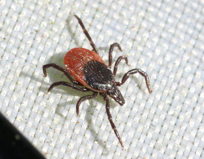 Vanlig fsting  Ixodes ricinus