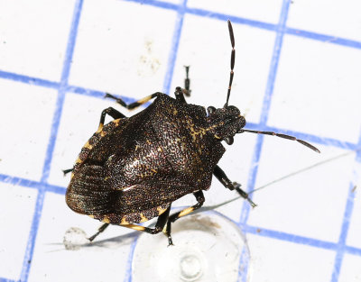 Mindre rovbärfis Rhacognathus punctatus