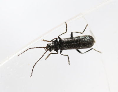 Cantharis paludosa