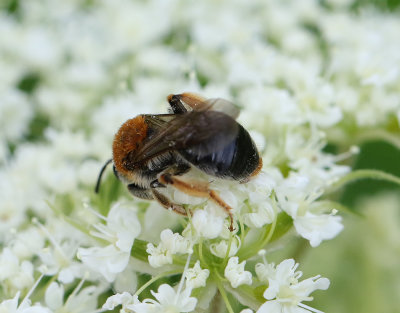Trdgrdssandbi  Andrena haemorrhoa