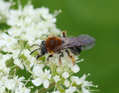 Trdgrdssandbi  Andrena haemorrhoa