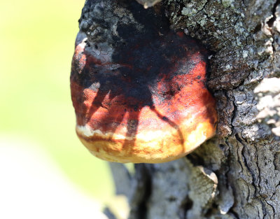 Klibbticka  Fomitopsis pinicola