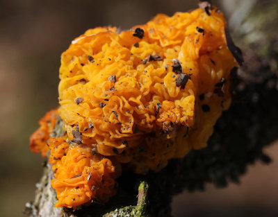 Gullkrs  Tremella mesenterica