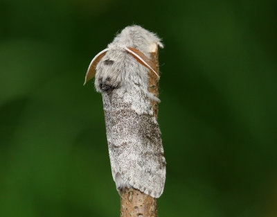 Bokspinnare  Calliteara pudibunda