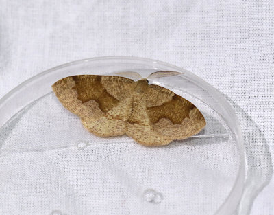 Pudrad skymningsmätare Plagodis pulveraria