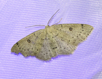 Björkgördelmätare Cyclophora albipunctat