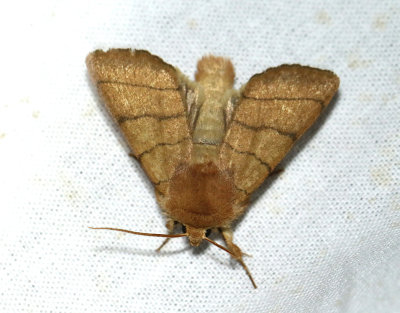 Streckfly  Charanyca trigrammica
