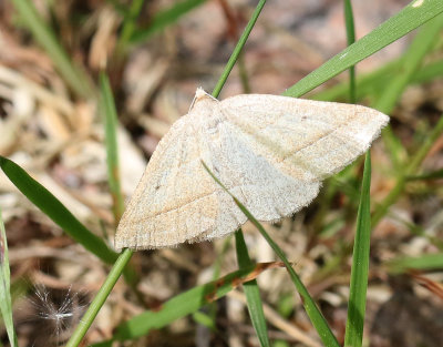 Ormbunksmätare Petrophora chlorosata