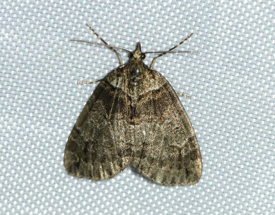 Rödtonad fältmätare Hydriomena ruberata