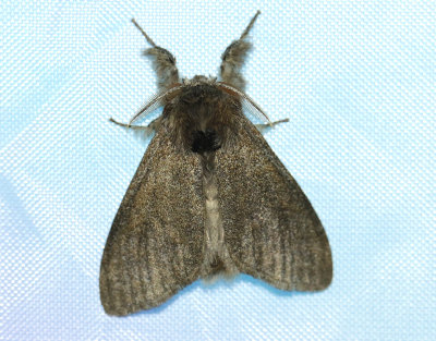 Bokspinnare  Calliteara pudibunda