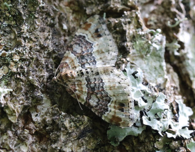 Brunröd fältmätare Xanthorhoe spadicearia