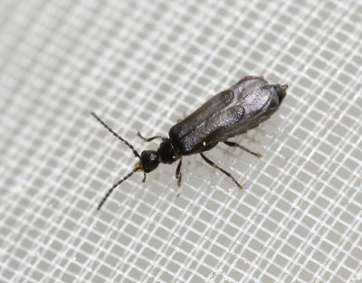 Malthodes brevicollis