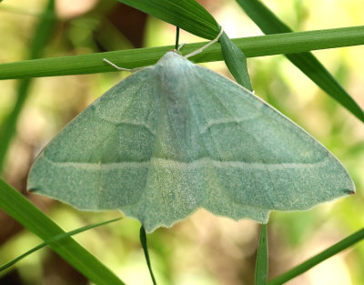 Blekgrön mätare Campaea margaritaria