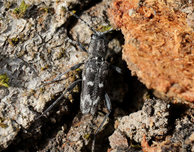 Grbandad getingbock  Rusticoclytus rusticus