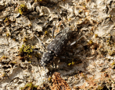 Grbandad getingbock  Rusticoclytus rusticus