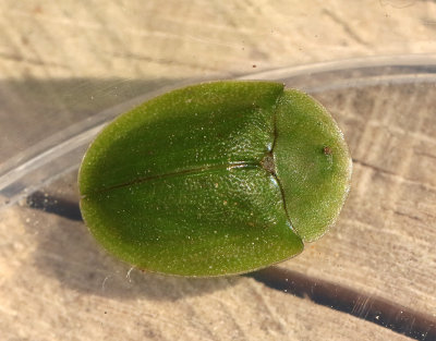 Grn skldbagge  Cassida viridis