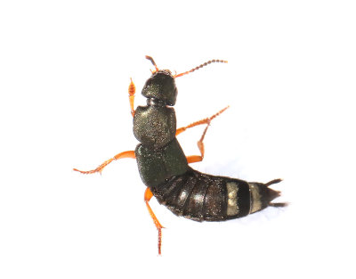 Platydracus fulvipes