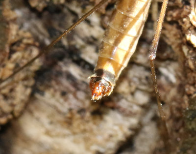 Tipula fascipennis