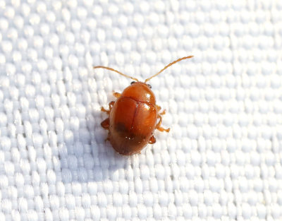 Brun tisteljordloppa Sphaeroderma testaceum