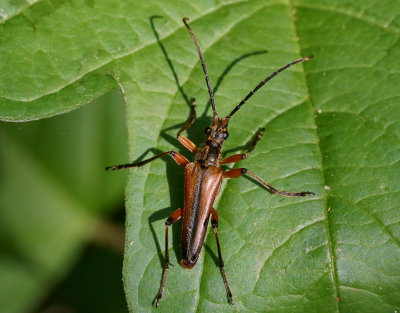 Lundbock  Stenocorus meridianus