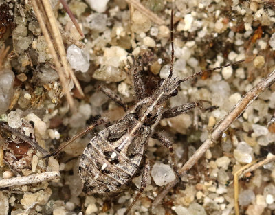 Coranus subapterus