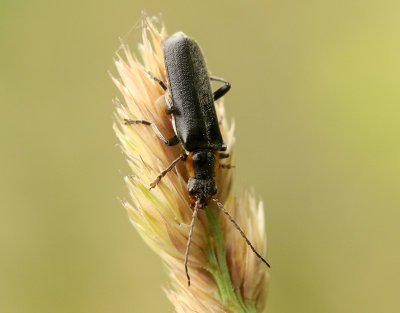 Cantharis obscura