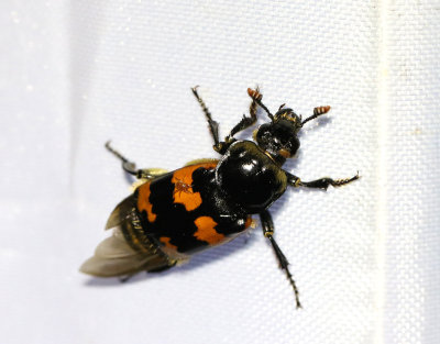 Krumbent ddgrvare  Nicrophorus vespillo
