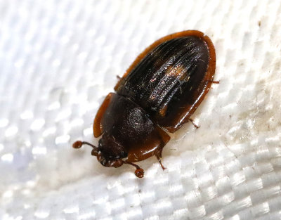 Amphotis marginata