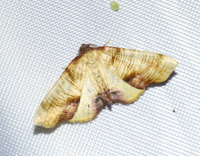 Strimmig smalvingemätare Plagodis dolabraria