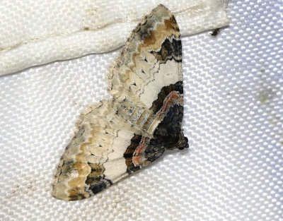 Kapuschongfältmätare Catarhoe cuculata