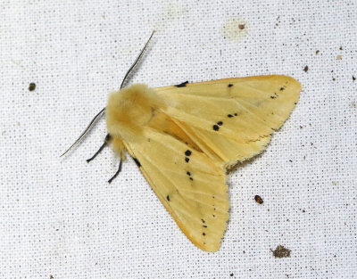 Gul tigerspinnare  Spilosoma luteum