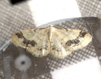 Brunfläckad lövmätare Idaea trigeminata