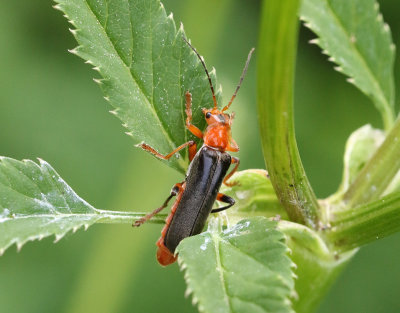 Cantharis livida