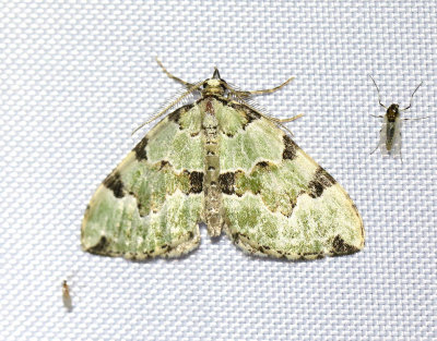 Gräsgrön fältmätare Colostygia pectinataria