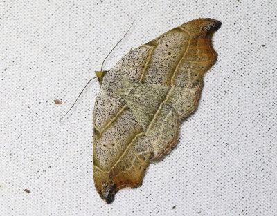 Sikelfly Laspeyria flexula