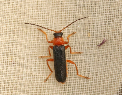 Cantharis nigra