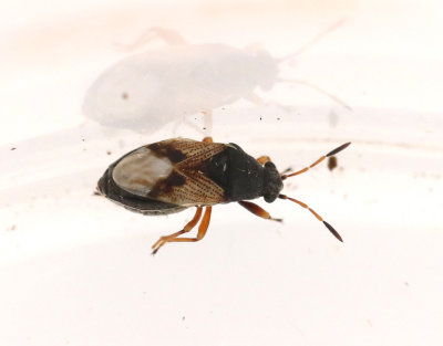 Acompus rufipes