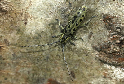 Grn aspvedbock  Saperda perforata