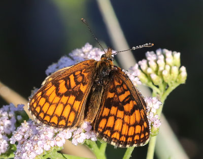 Skogsntfjril Heath Fritillary Melitaea athalia