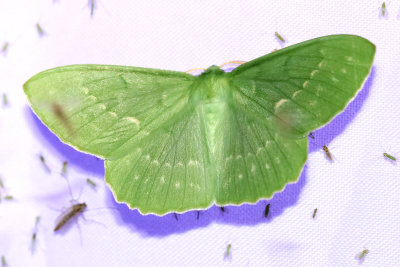 Dagfjärilsmätare Geometra papilionaria
