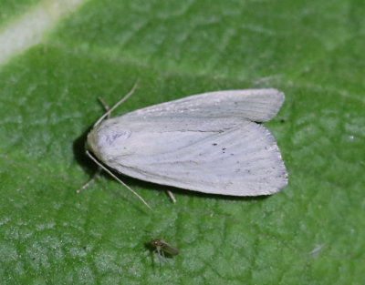 Vitt stråfly Photedes morrisii