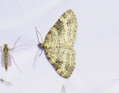 Långflikad lobmätare Pterapherapteryx sexalata