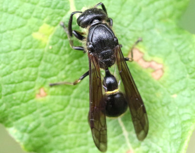Sydlig tapetserargeting  Discoelius zonalis