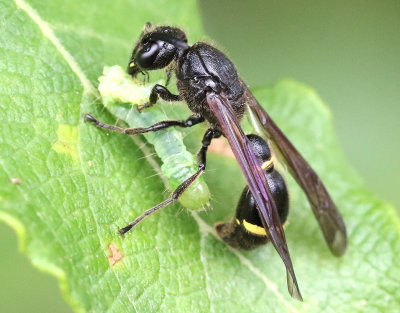 Sydlig tapetserargeting  Discoelius zonalis